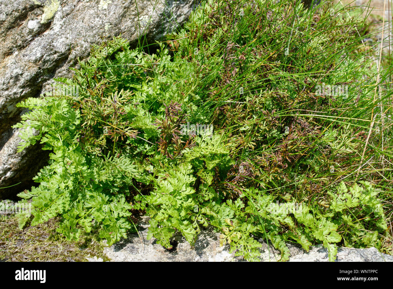 Parsley Fern or Curled Rock Brake - Cryptogramma crispa  Arctic–alpine fern found in mountains of North Wales, North England and Scotland in the UK Stock Photo