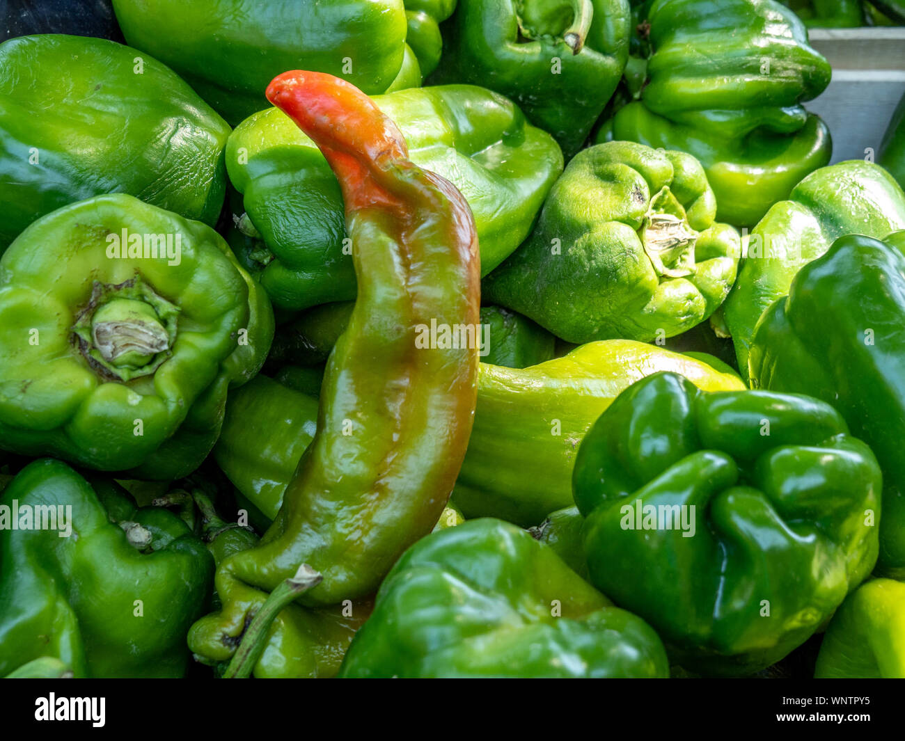 Beautiful green peppers with hint of red in market. Stock Photo