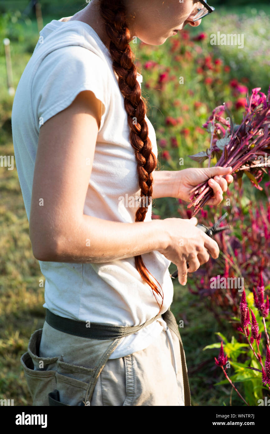 Young female farmer with long red braid cuts colorful flowers Stock Photo