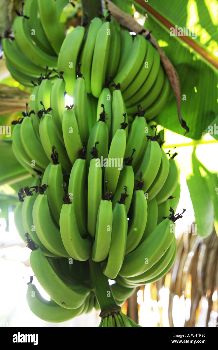 Green Organic Bananas Growing in Bunches on Tree in Tahiti Stock Photo