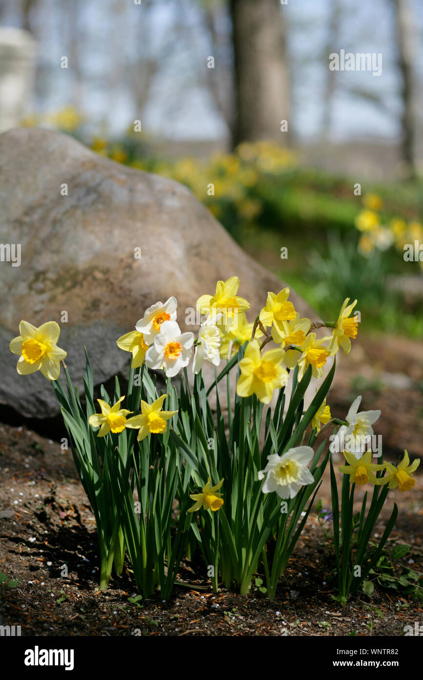 Fields of daffodils hires stock photography and images Alamy