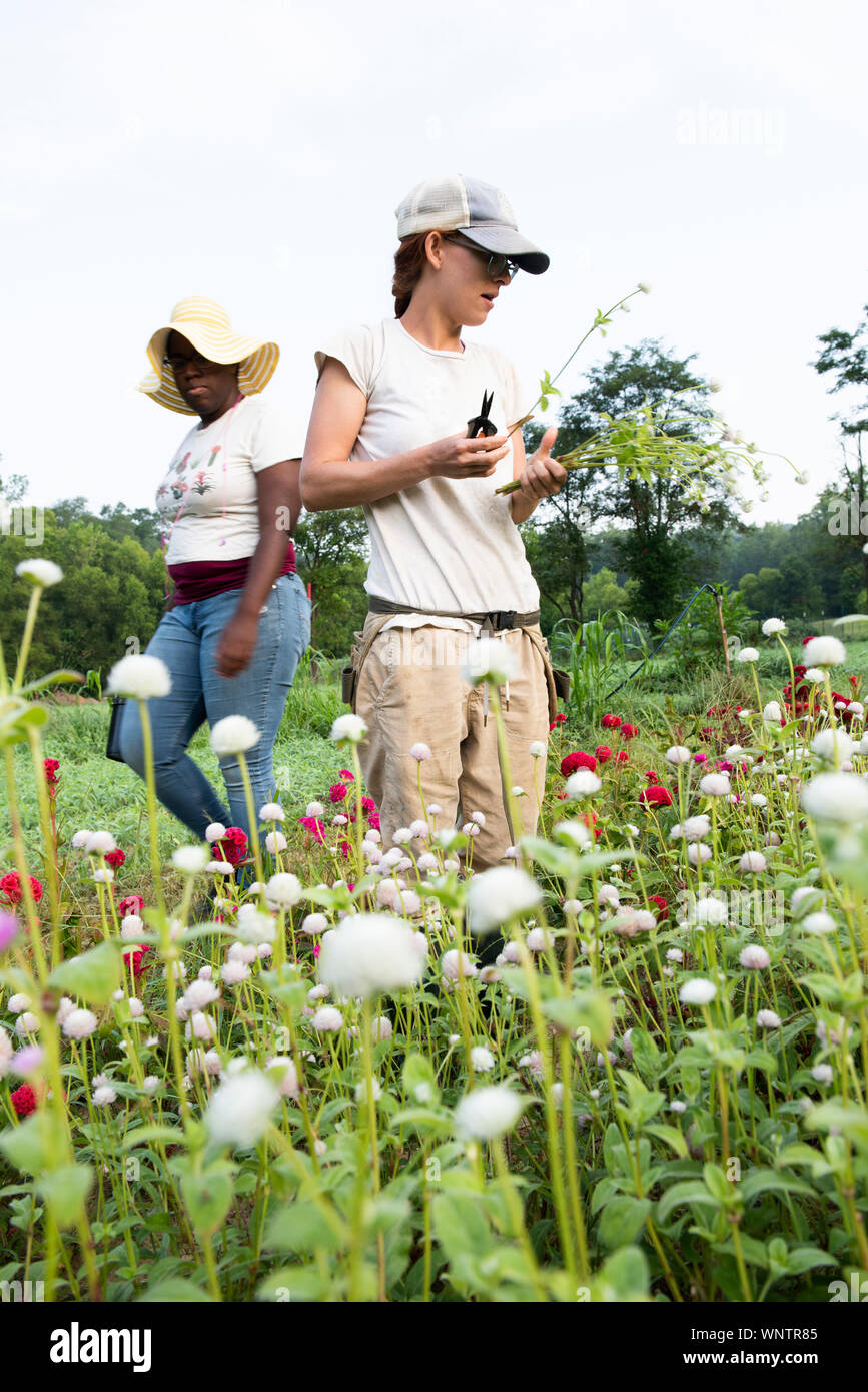 Two young women cut flowers in a field Stock Photo