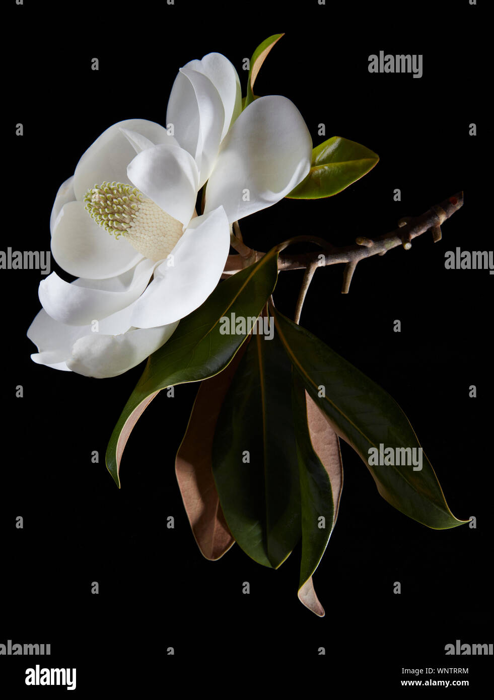 Magnolia not in bloom hi-res stock photography and images - Alamy
