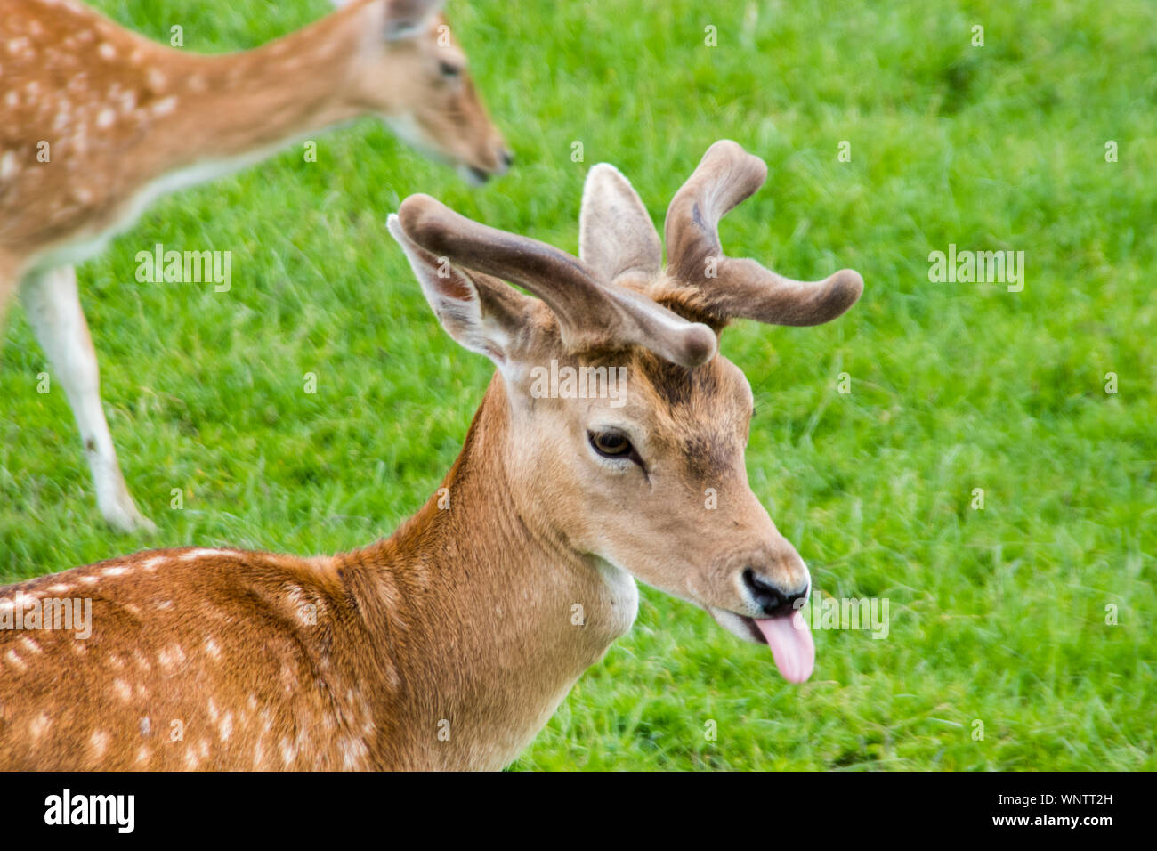 Fallow deer sticking tongue out Stock Photo Alamy