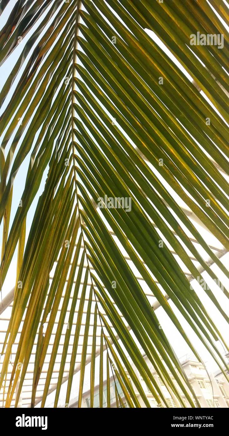 Up close palm tree leaves hi-res stock photography and images - Alamy
