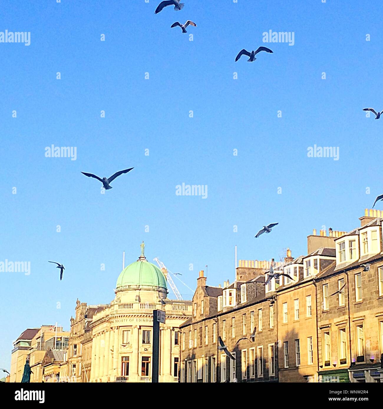 Low Angle View Of Seagulls Flying Against The Royal Society Of Edinburgh Stock Photo