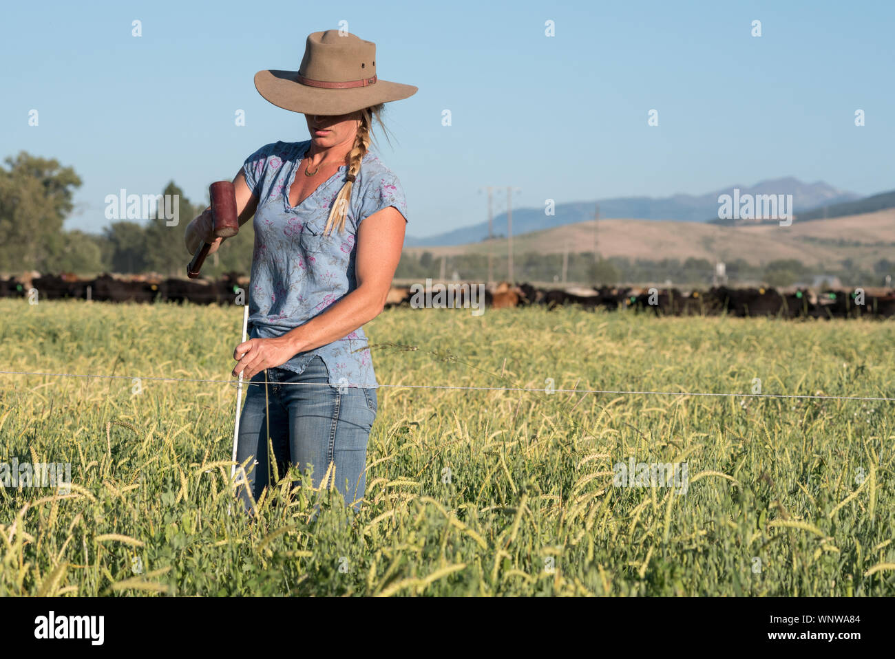 Installing an electric fence on a ranch in Oregon's Wallowa Valley. Stock Photo