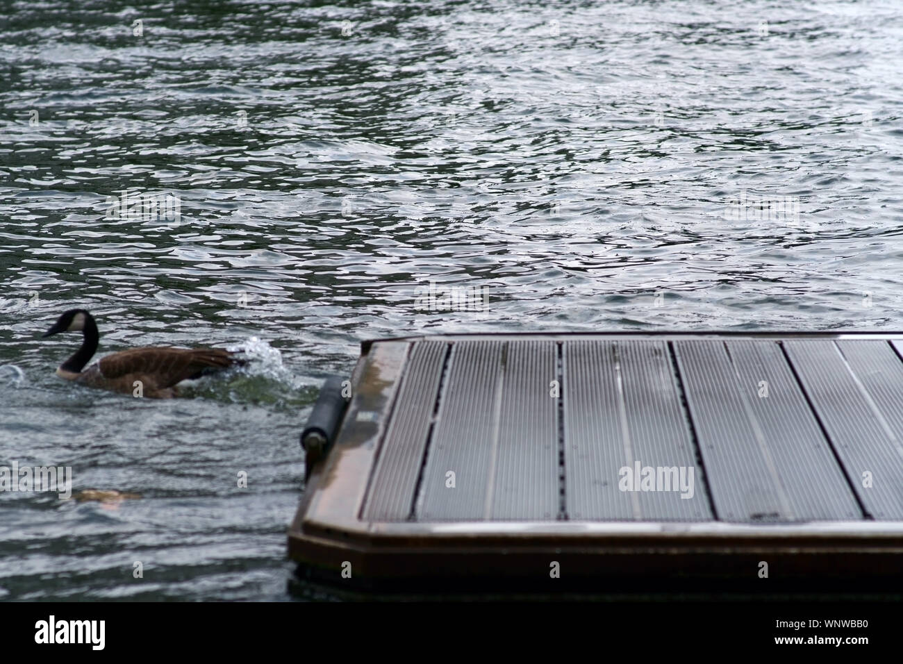 A Canada goose jumps from a dock into the water. Stock Photo