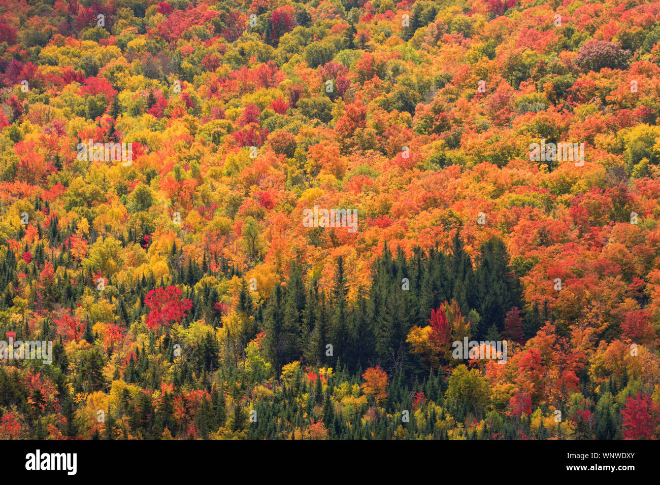 Fall Color As Far As The Eye Can See Upstate New York New England Vermont And New Hampshire Forest And Woods Are Filled With Fall Color In Autumn Stock Photo Alamy
