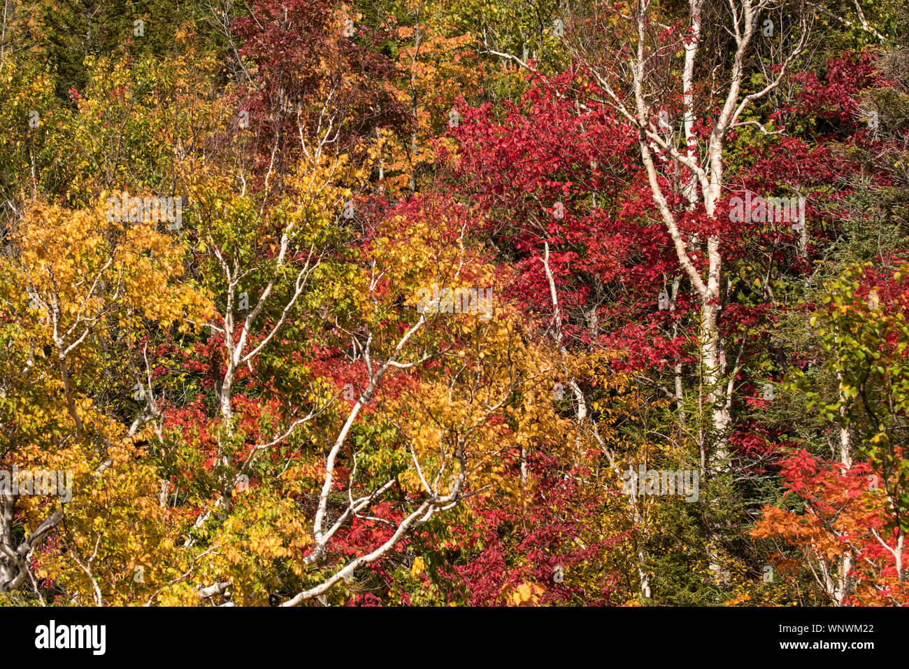 Fall color as far as the eye can see. Upstate New York, New England, Vermont, and New Hampshire forest and woods are filled with fall color in autumn Stock Photo