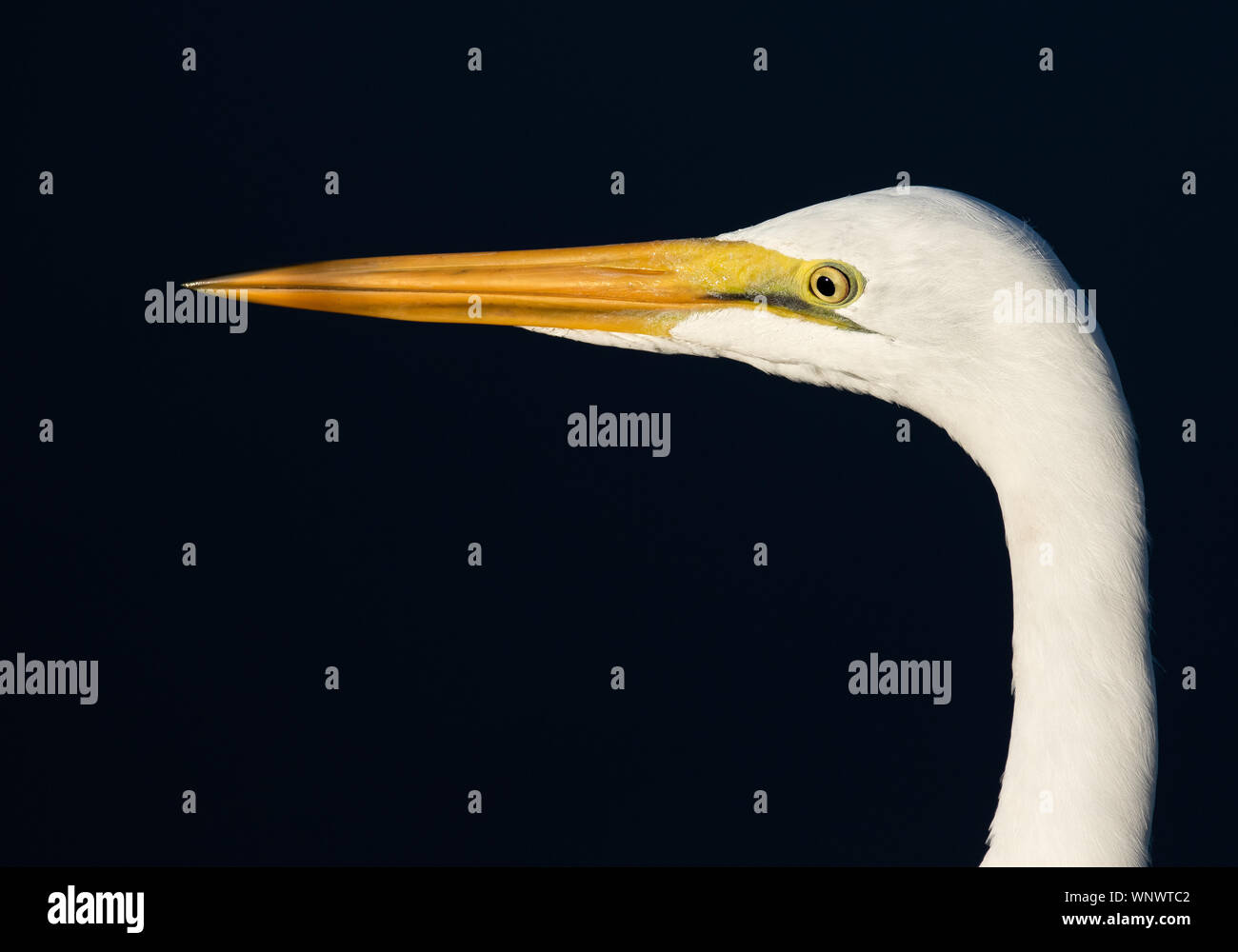 Great Egret (close-up) Stock Photo