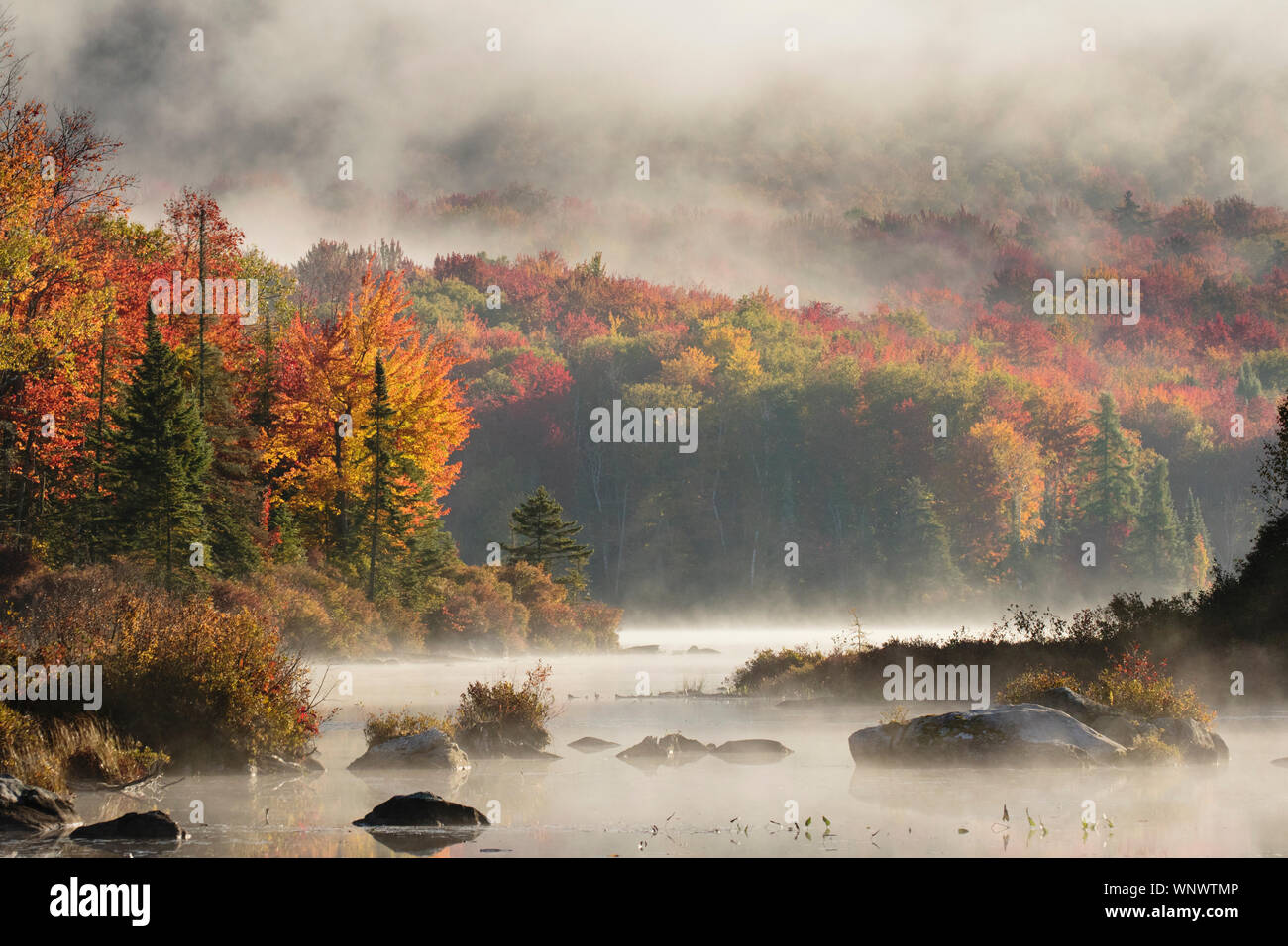 Beautiful foggy scenes filled with fall foliage found in New England. Colorful fall leaves reflect in the ponds while mist moves the deciduous trees Stock Photo