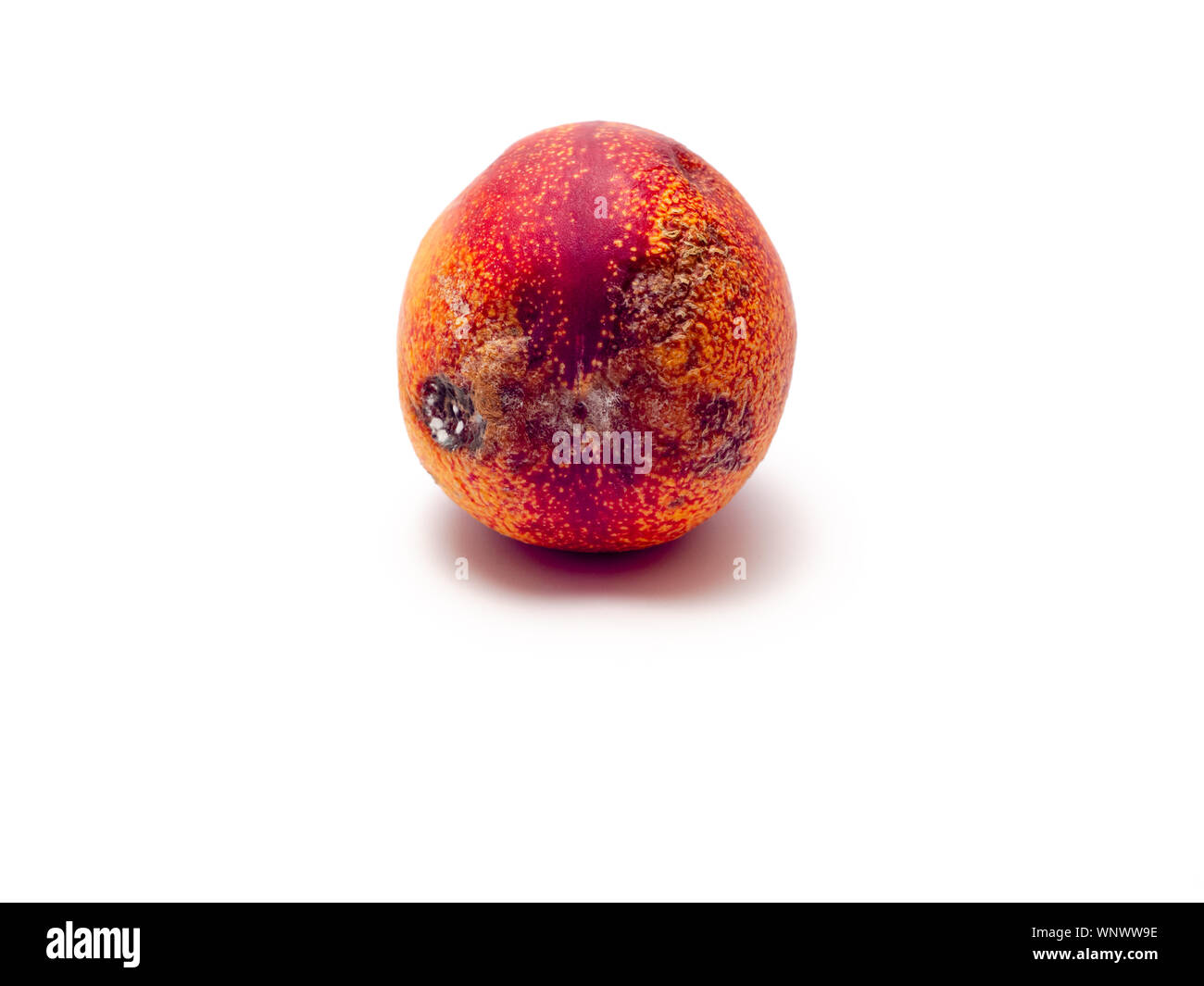 Single rotten nectarine with white fungus on skin isolated on white background. Selective focus. Stock Photo