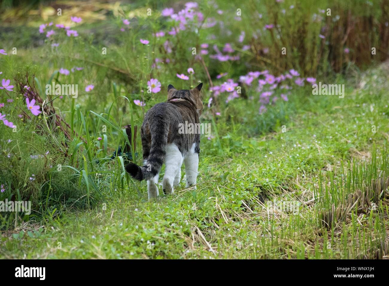 Rear View Of Cat Walking In Grass Field Stock Photo - Alamy