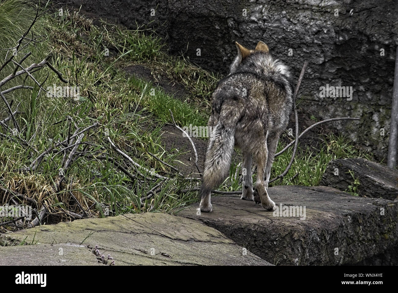 wolf walking away