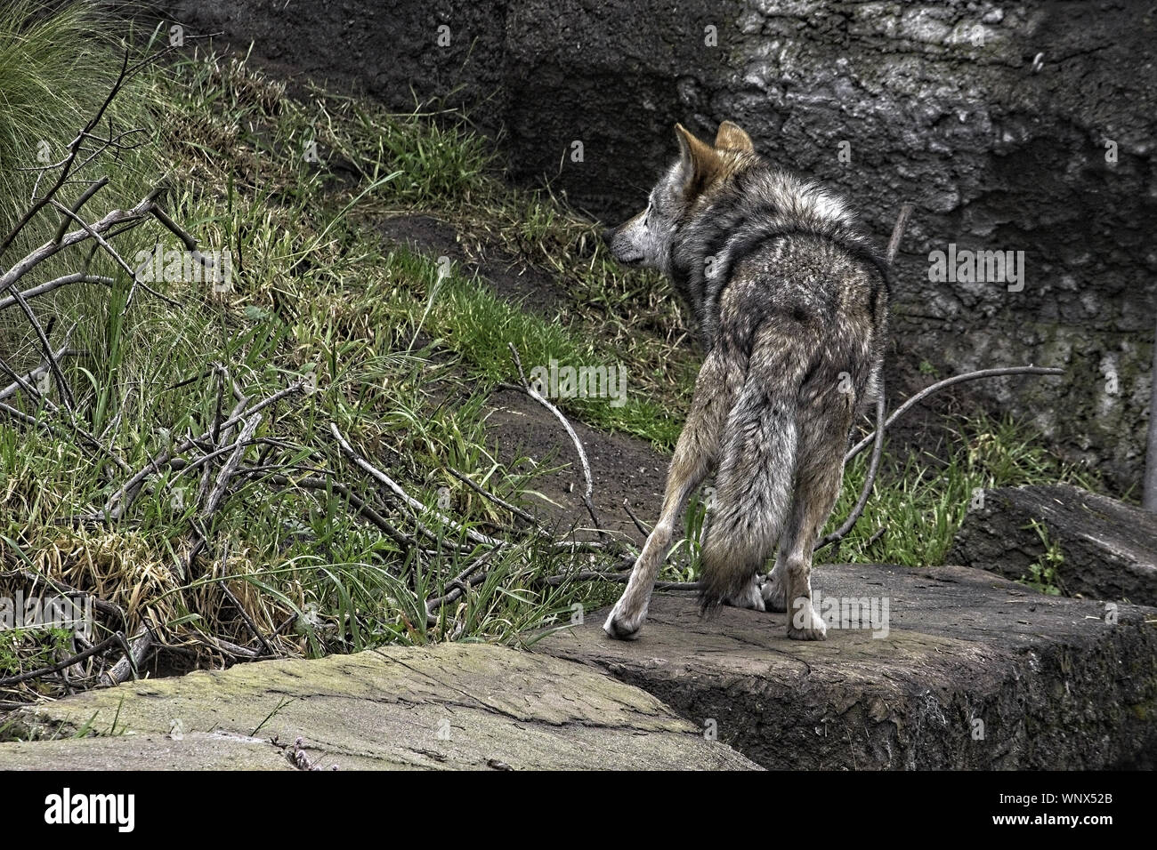 wolf walking away