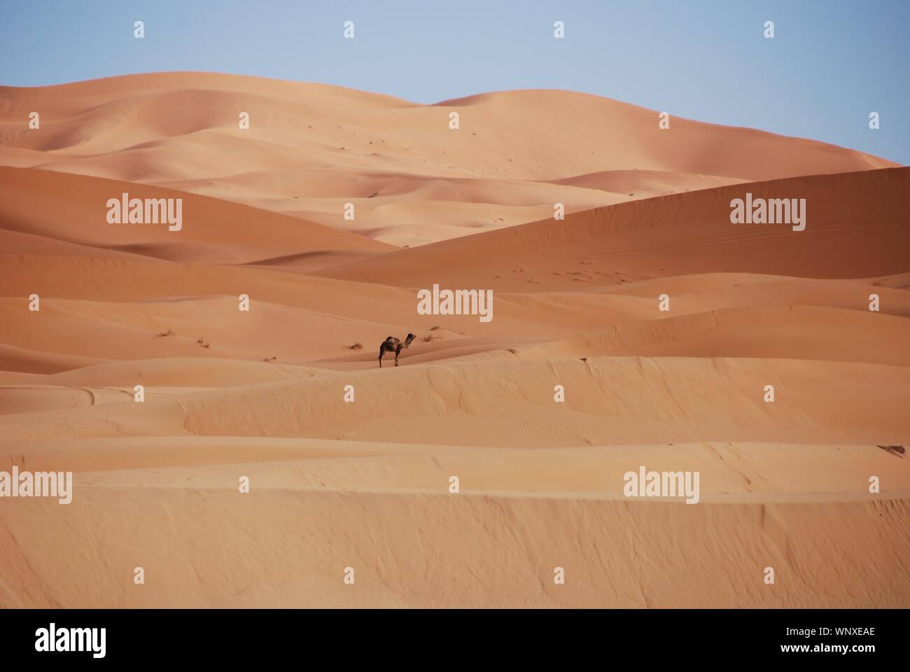 camal in the desert Stock Photo