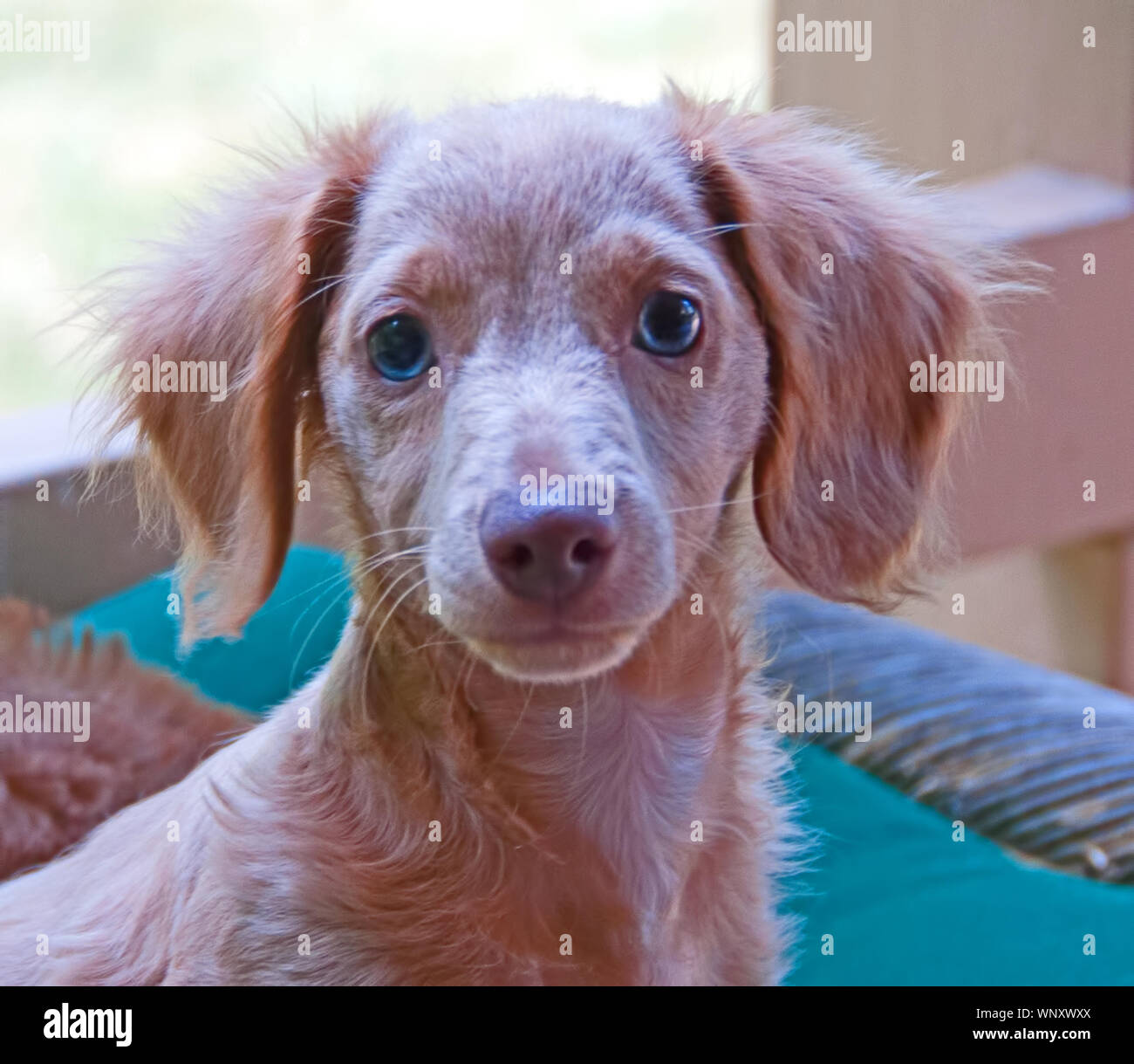 Photograph of a blonde, blue-eyed, longhair dachshund puppy Stock Photo -  Alamy