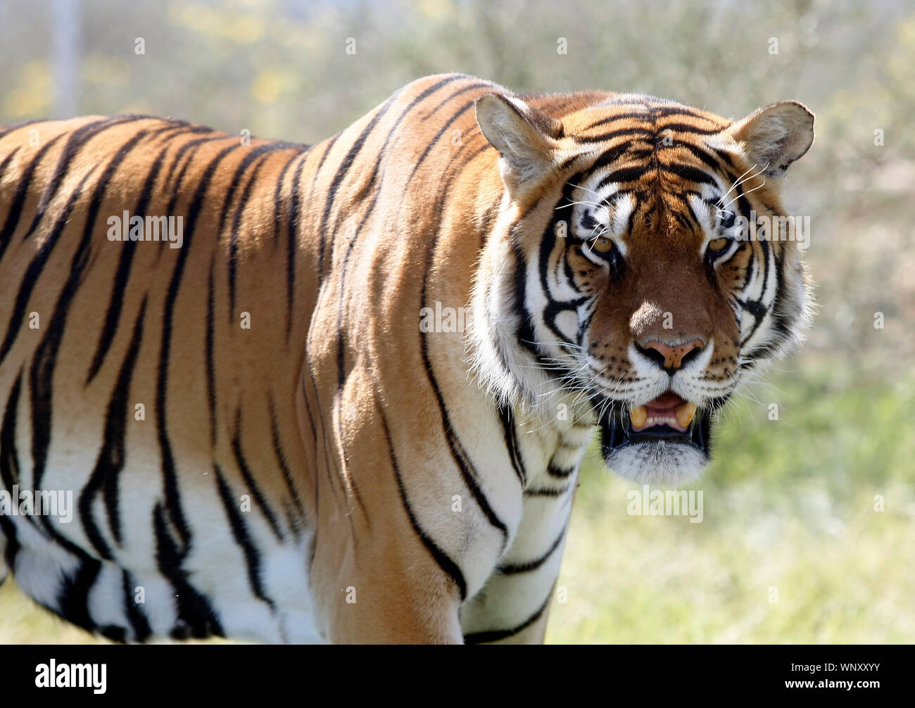 A Bengal Tiger is seen in Arizona Stock Photo Alamy