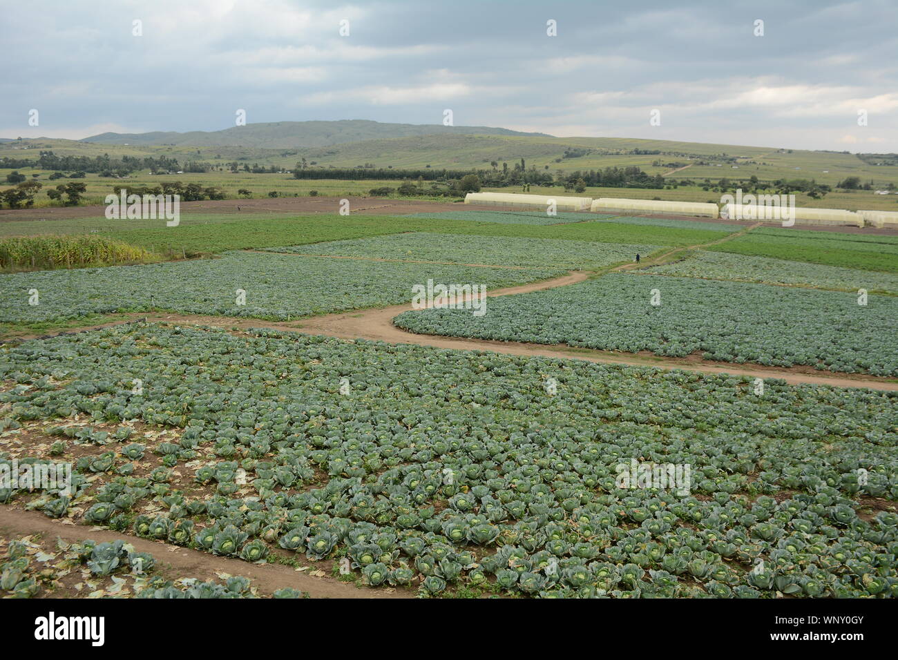 A farm field of cabbages ready for harvest in Nairobi.Under the current