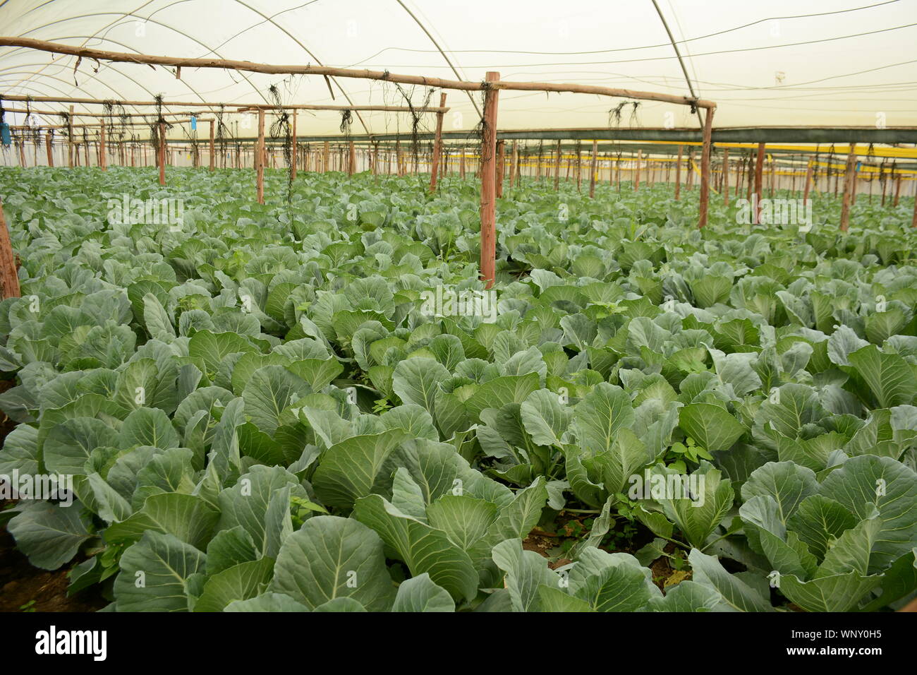 Cabbages in a greenhouse in Nairobi.Under the current administration