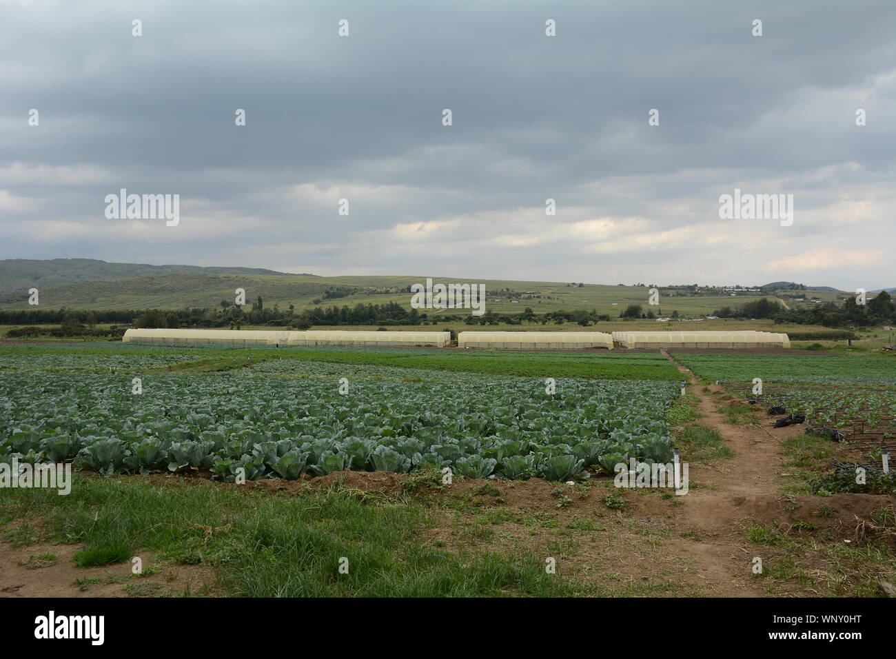 A farm field of cabbages ready for harvest in Nairobi.Under the current