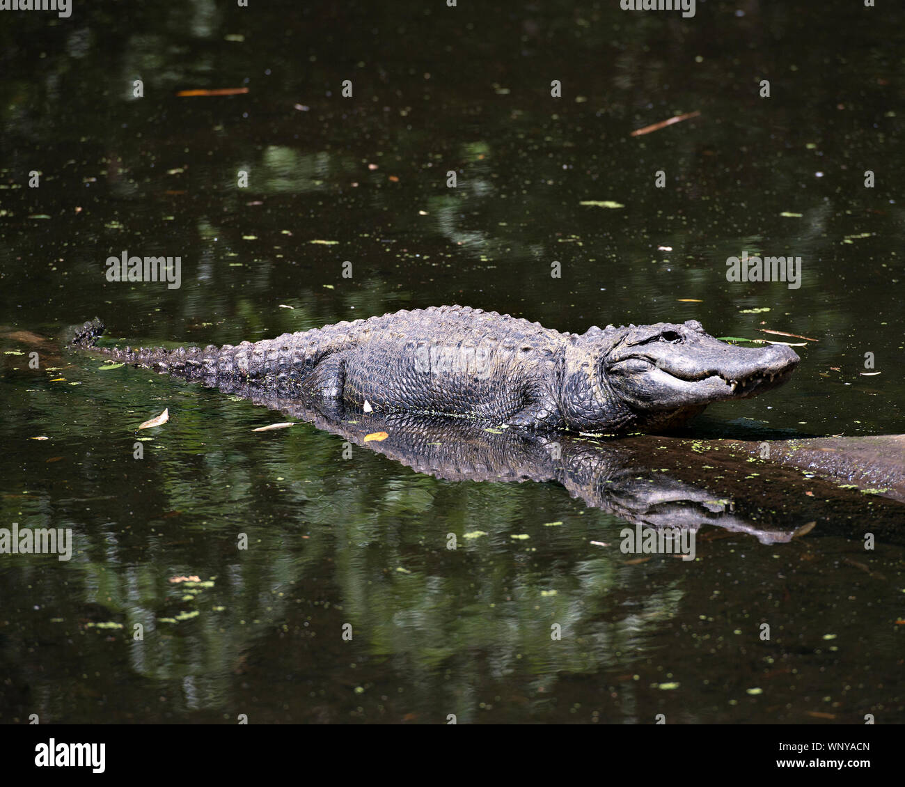 Alligator resting on a water log displaying head, body, eye, teeth, paws with a reflection in the water in its surrounding and environment. Stock Photo