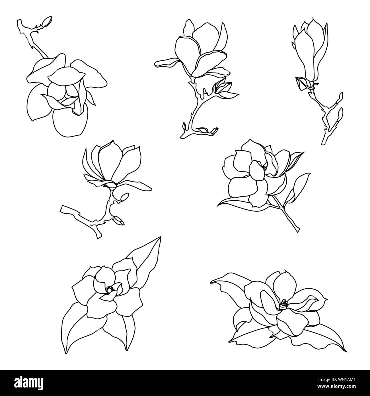 Set of contour drawings of magnolia flowers on a white background. Southern plants silhouettes vector illustration. Stock Vector