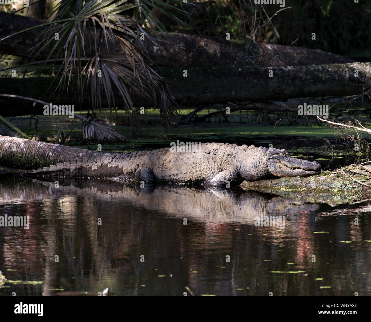 Alligator resting on a water log displaying head, body, eye, teeth, paws with a reflection in the water in its surrounding and environment. Stock Photo