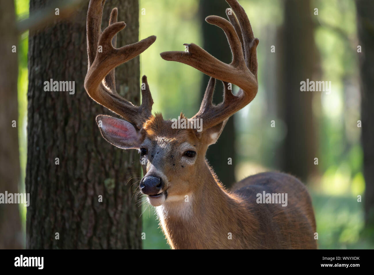 Photo of White tailed deer with antlers Velvet Stock Photo Alamy