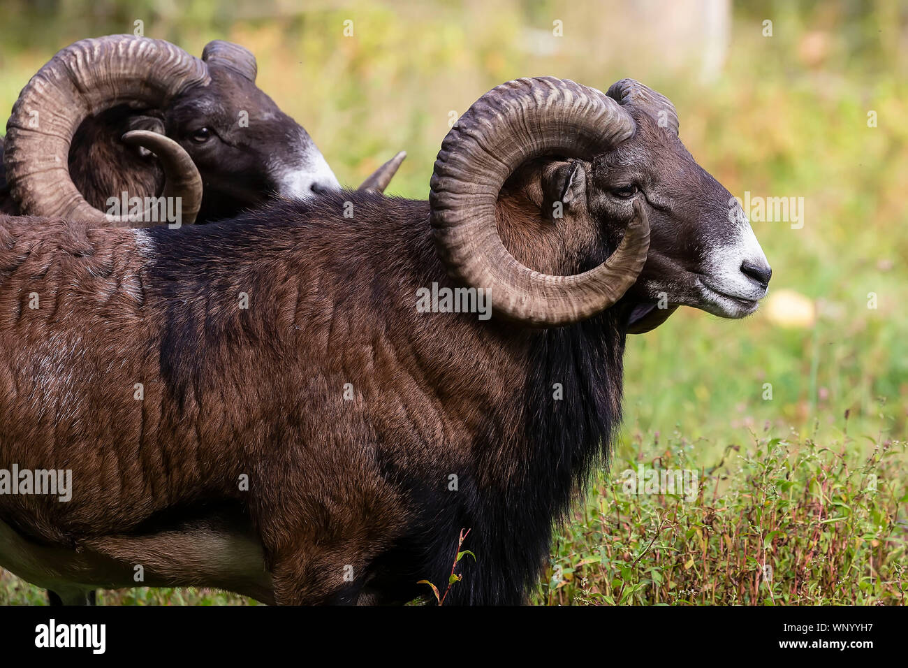 The mouflon (Ovis orientalis)  during mating season on game reserve. Stock Photo