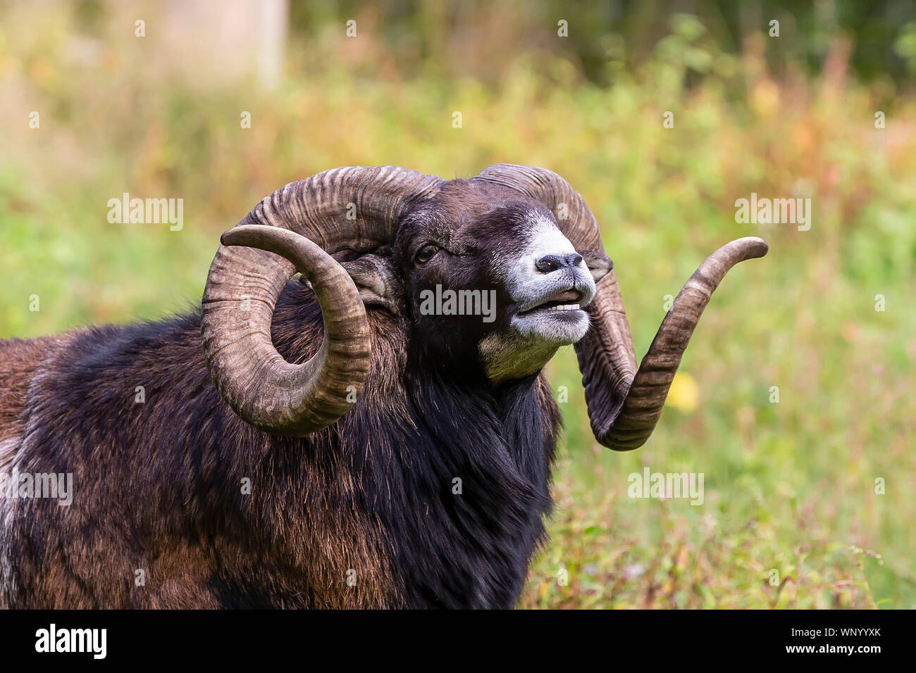 The mouflon (Ovis orientalis)  during mating season on game reserve. Stock Photo