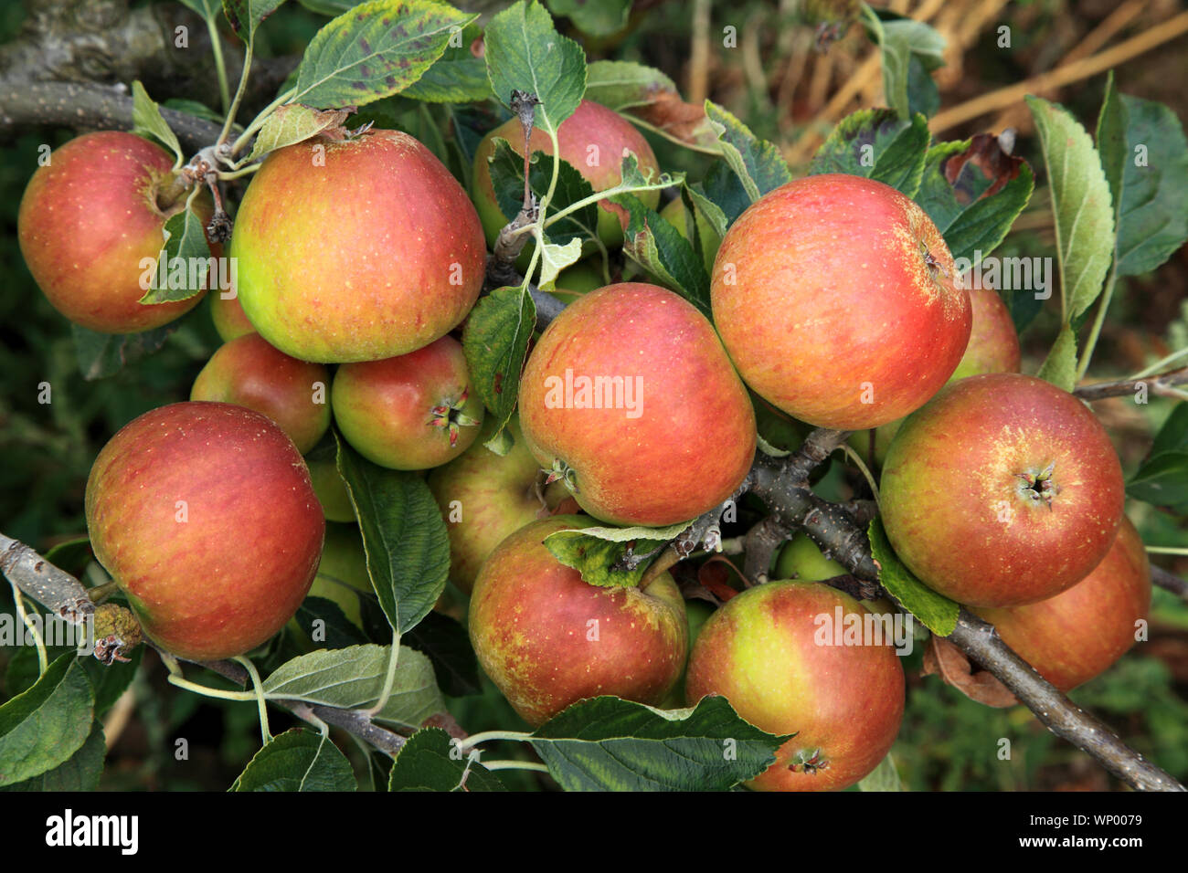 Apple, 'Cox's Orange Pippin', apples, growing on tree, named variety Stock Photo
