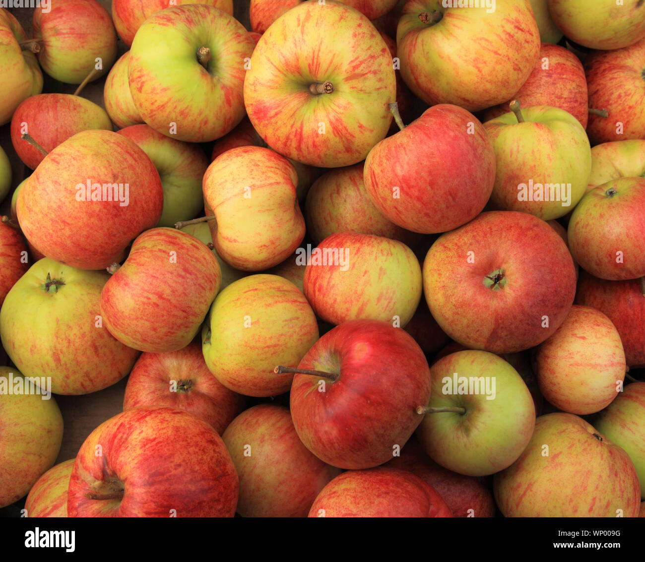 Apple 'Epicure', apples, named variety, healthy eating, farm shop, display Stock Photo