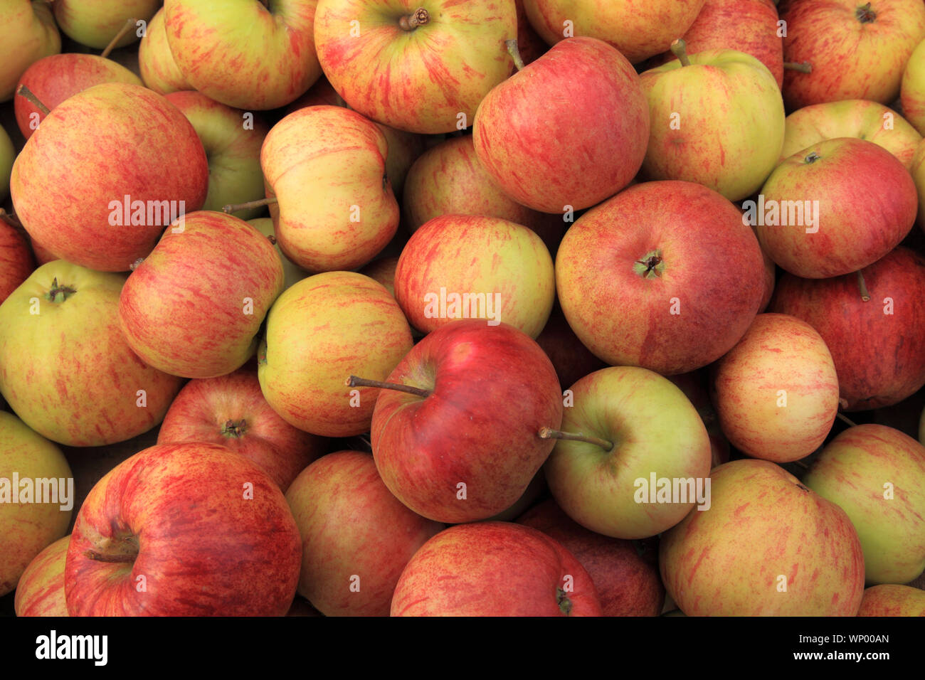 Apple 'Epicure', apples, named variety, healthy eating, farm shop, display Stock Photo