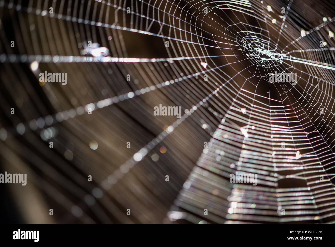 Spider backdrop hi-res stock photography and images - Alamy