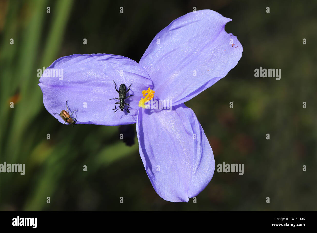 Beetles resting on Australian Purple Flag flower Stock Photo