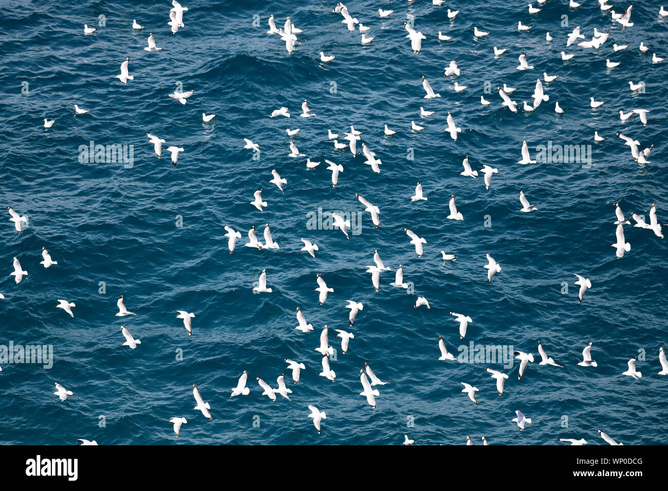 Flock of Silver Gulls over the ocean Stock Photo