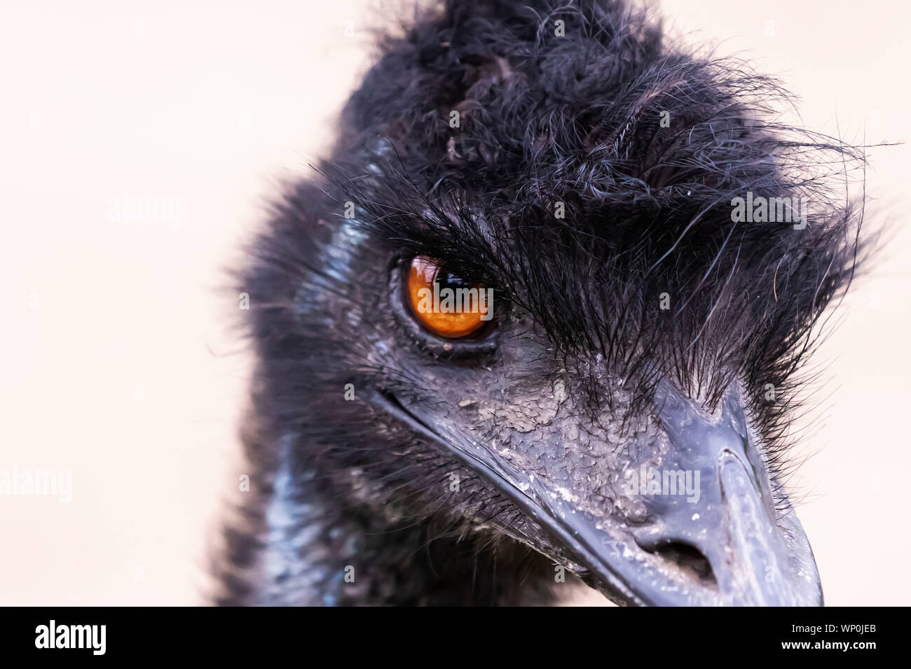 The Emu (Dromaius novaehollandiae),large bird,cultural icon of ...