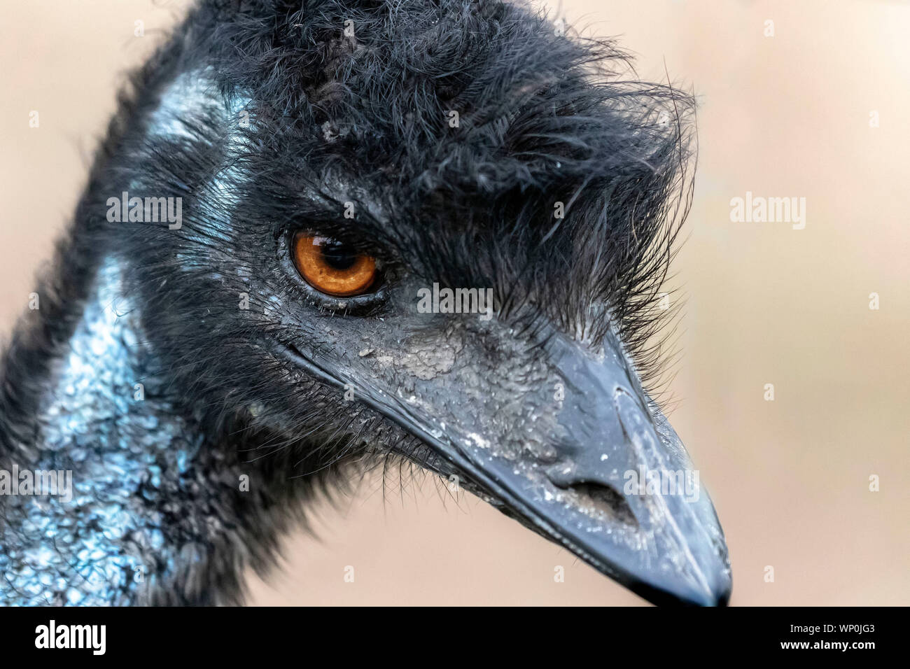 The Emu (Dromaius novaehollandiae),large bird,cultural icon of ...