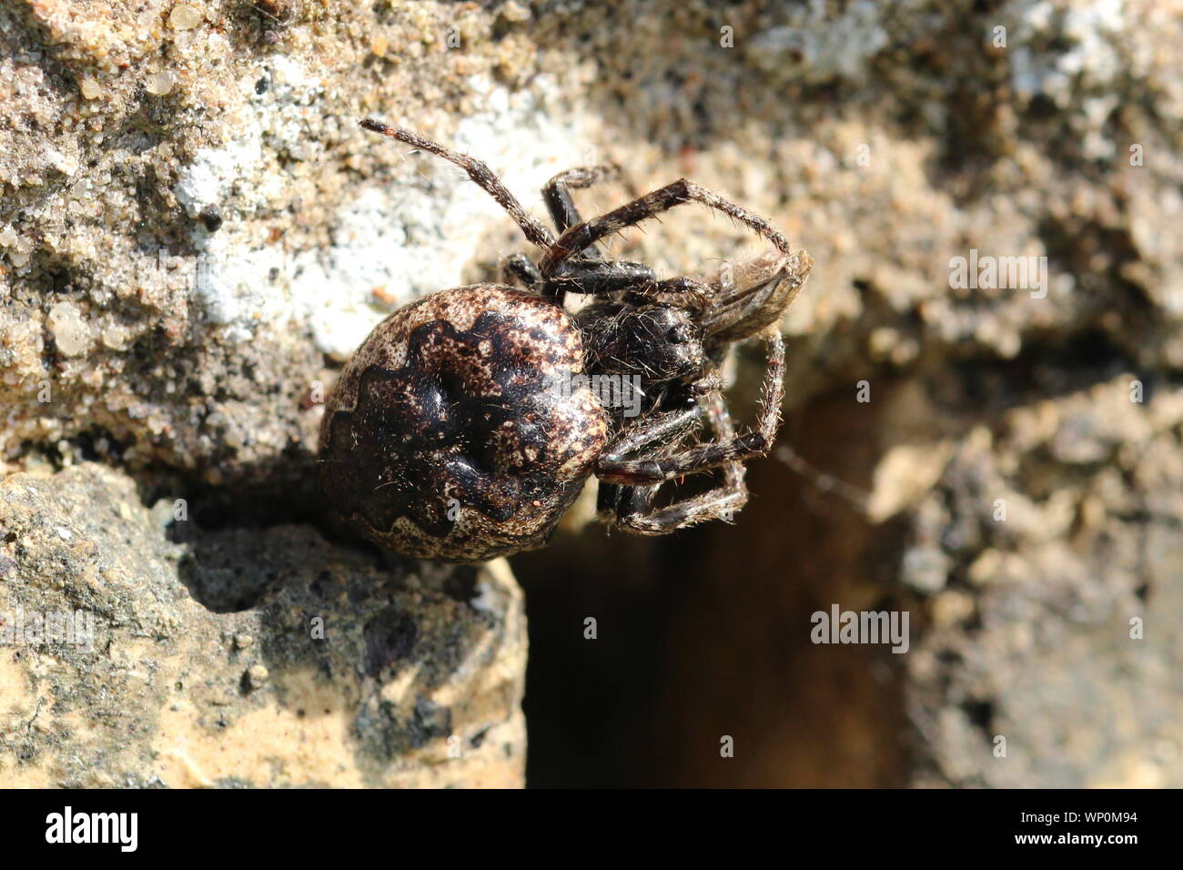 A Walnut Orb-weaver spider (Nuctenea umbratical), outside its refuge on a crumbling brick wall in Ayrshire. Stock Photo