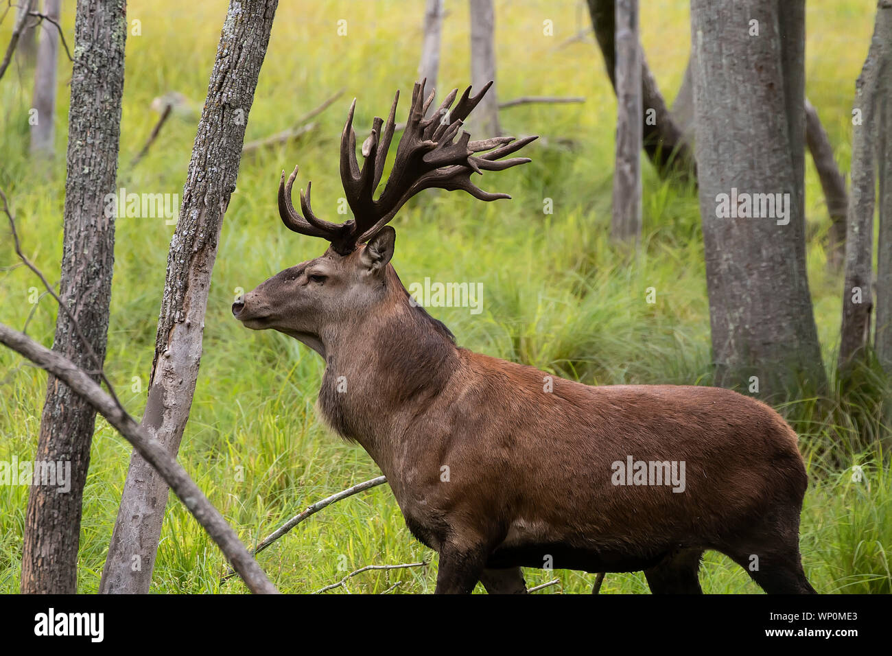 European red deer (Cervus elaphus) in rut, it is fourth the largest deer  species Stock Photo - Alamy
