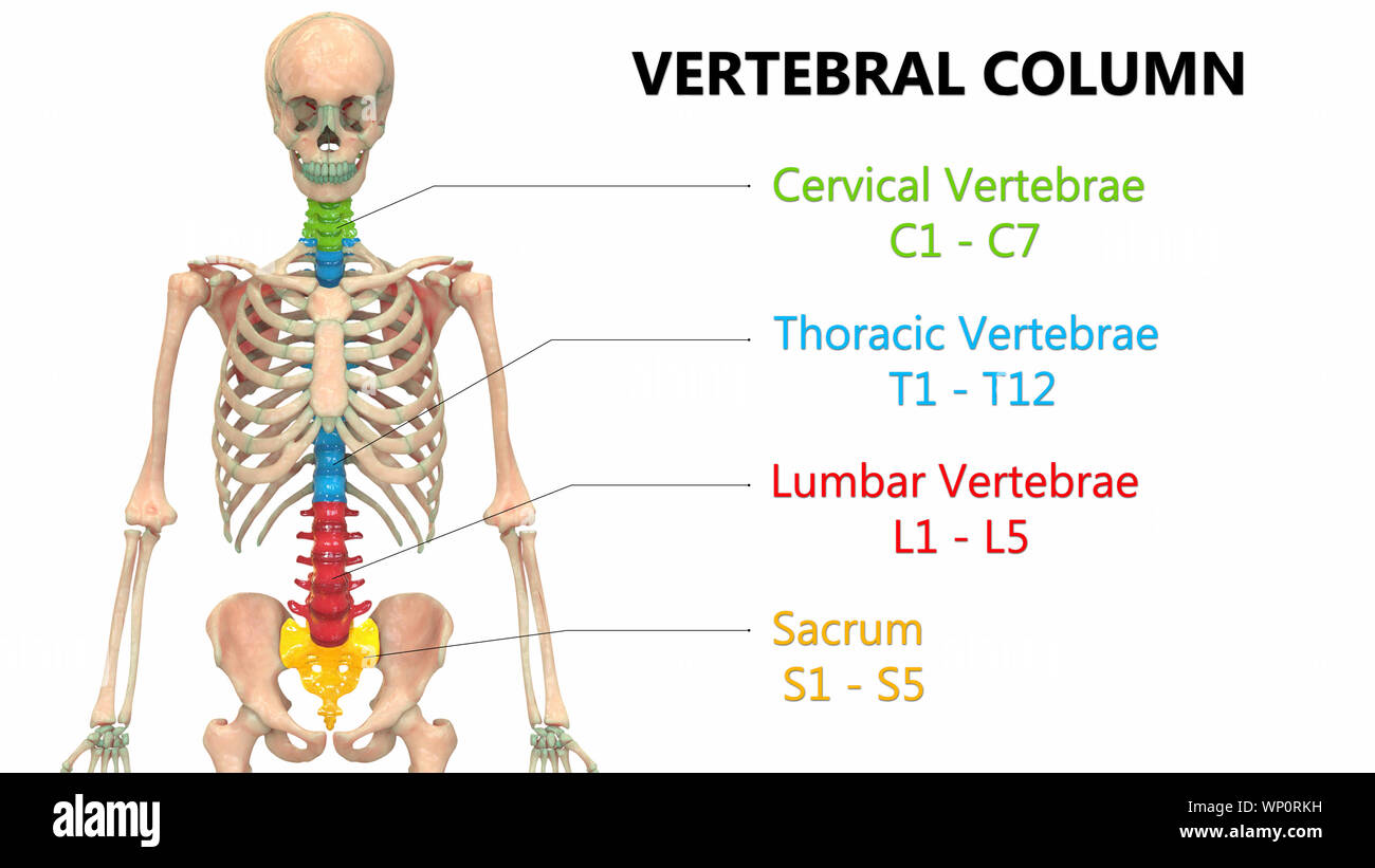 vertebral column and ribs