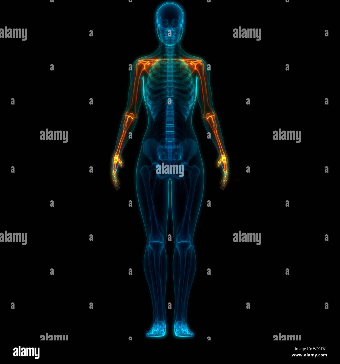 Upper Body Skeleton High Resolution Stock Photography and Images - Alamy