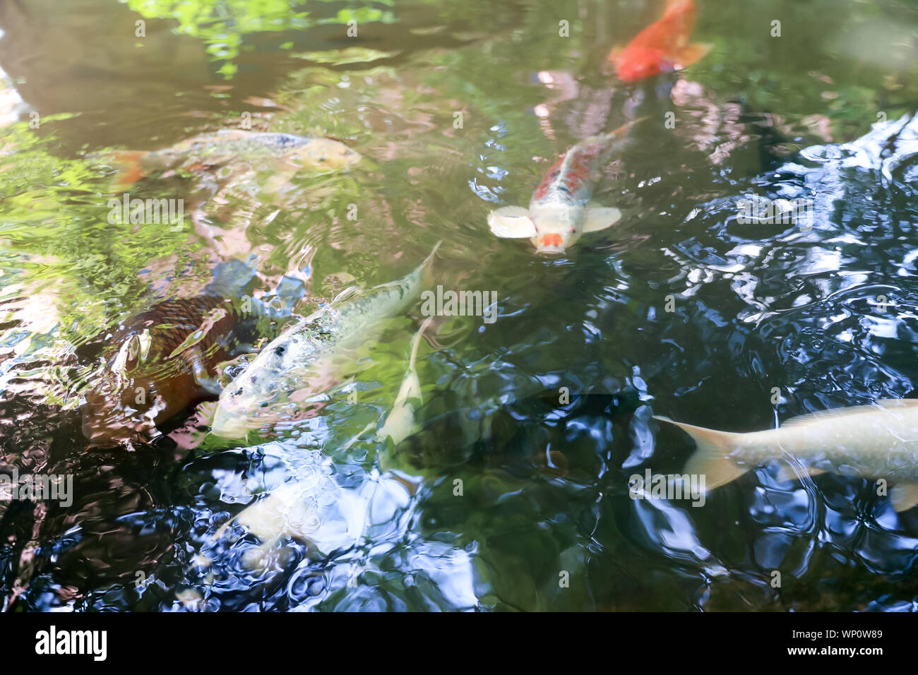 White fish, Golden fish, yellow fish, red fish or fenced carp swimming in water pond in USA - Image Stock Photo