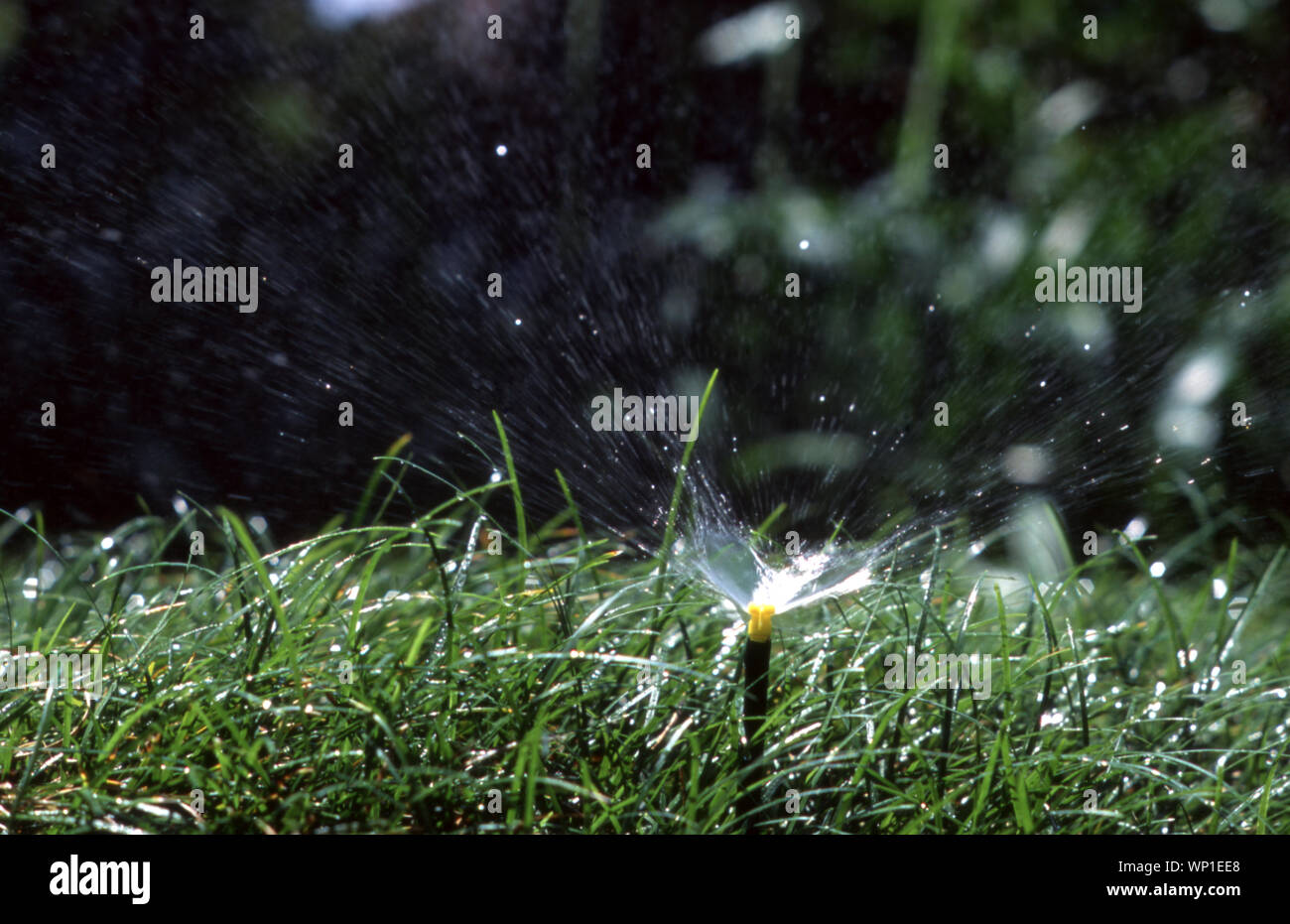 CLOSE-UP OF A GARDEN WATERING SYSTEM OPERATING (OPERATES ON TIMER). Stock Photo