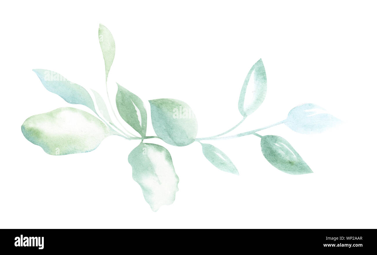 Illustration of watercolor drawing green sprigs of plants on a white isolated background in the form of an ornament Stock Photo