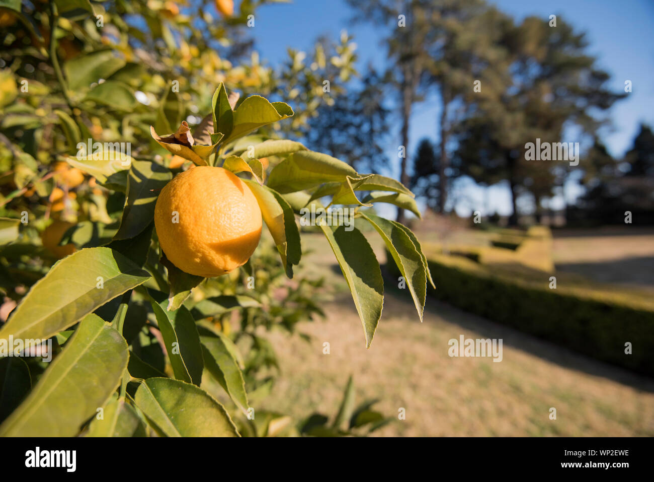 Fruit Trees Home Gardening Apple, Cherry, Pear, Plum When Do Lemon