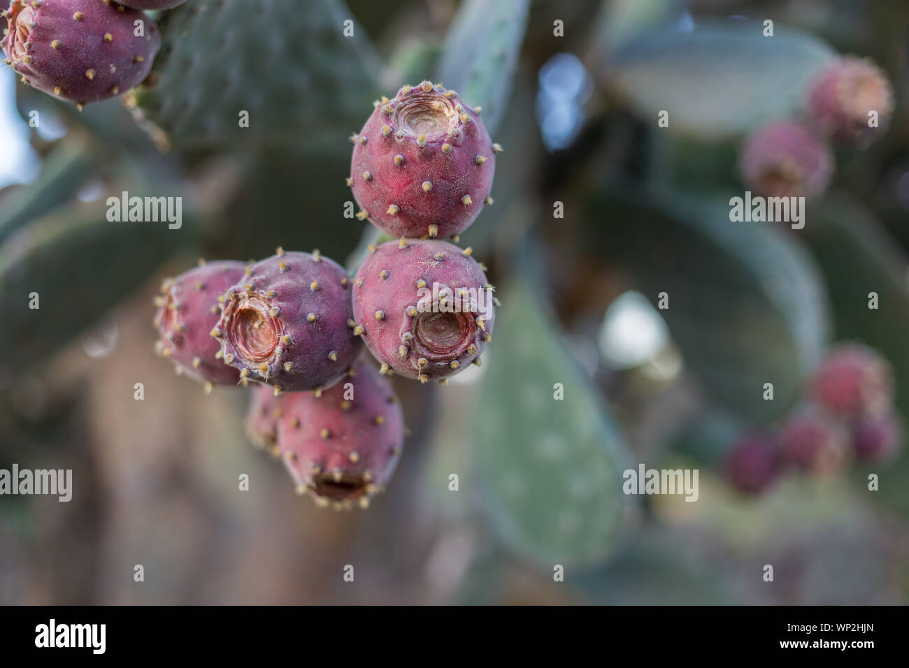 Pickly pear shrub with fruit, on leaves(pads) Stock Photo