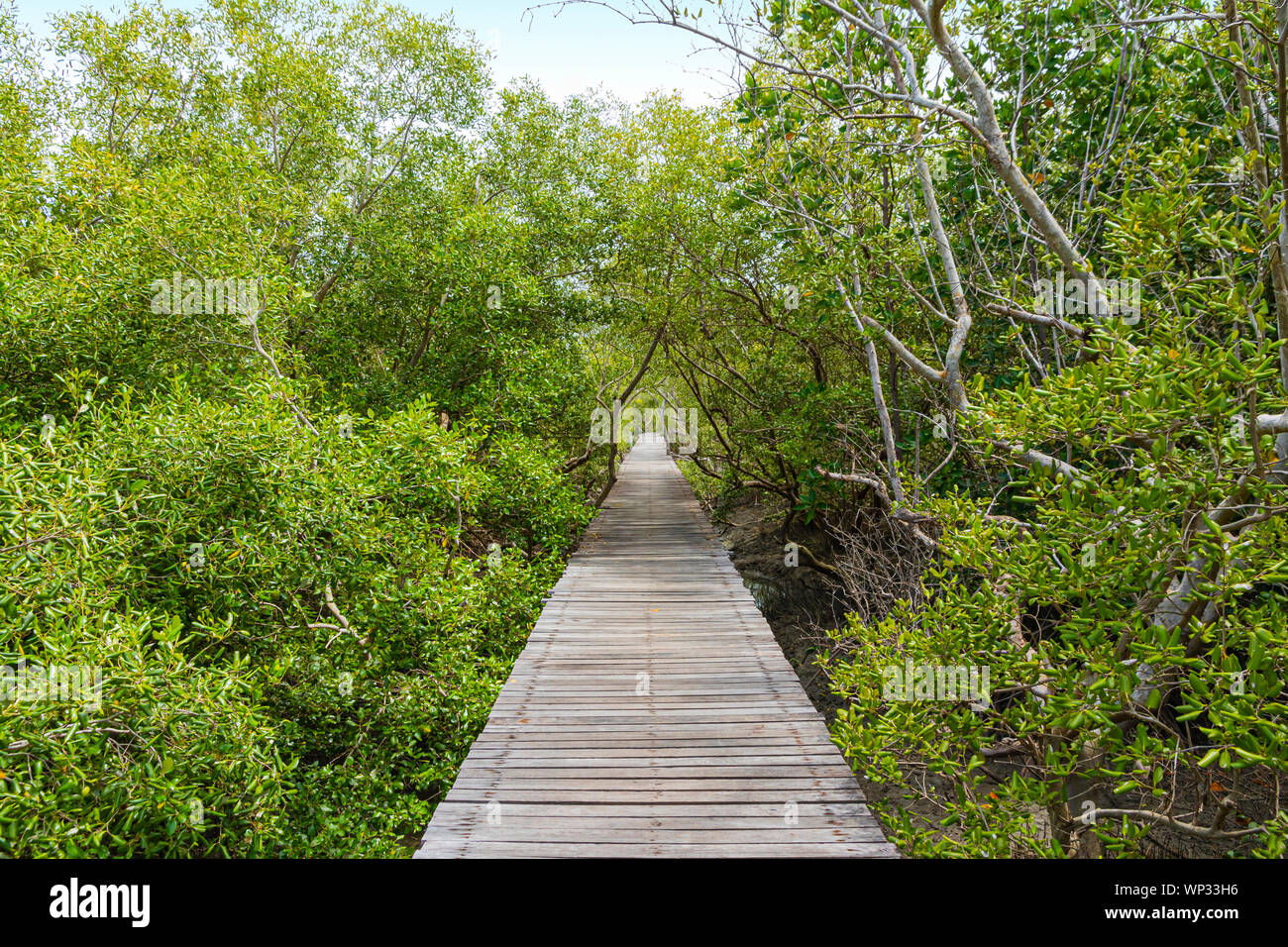 A Long wooden pathway in Mangrove forest background. Stock Photo